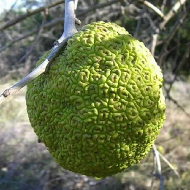 Maclura pomarańczowa Maclura pomifera dwumieszkaniowe drzewo liściaste Ła