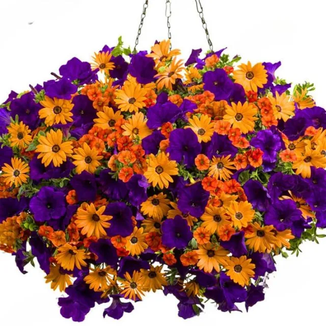 Overhanging multicoloured petunias | 100 seeds