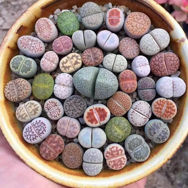 Lithops euniceae Lithops Mix live stones seeds succulents easy growing seed 20 pcs