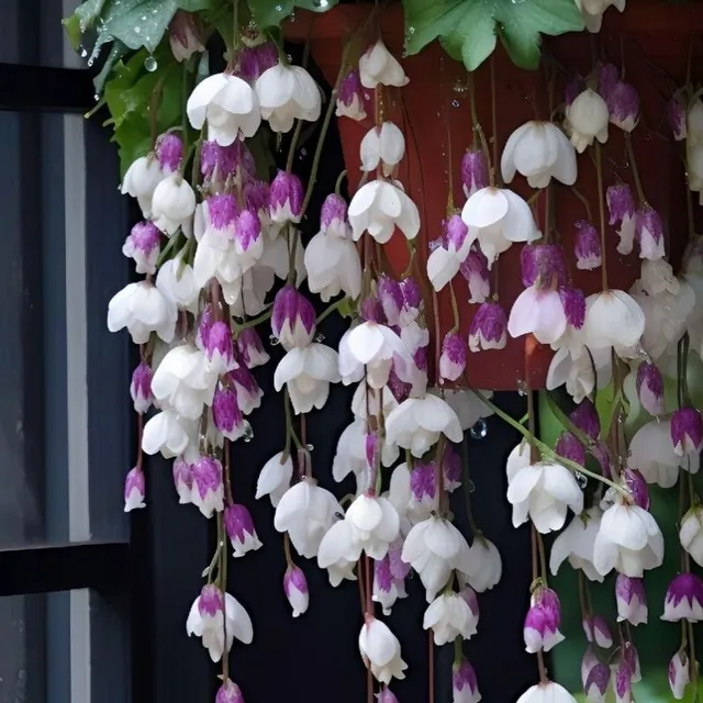Seminte de flori preferate pentru balcon Plantele Begonie Plangatoare - diferite culori