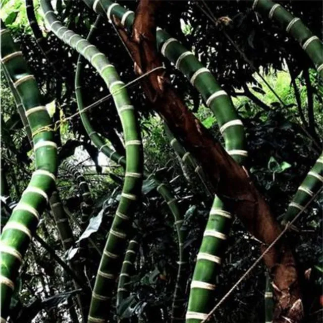 Bambuszmagok Phyllostachys Pubescens fajta - különböző színek