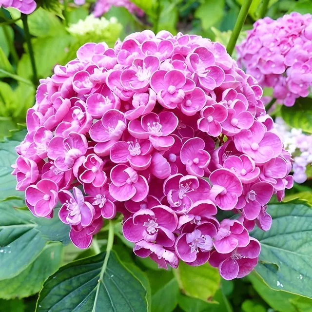 Népszerű szabadtéri virágok magja Hydrangea nagylevelű - különböző fajták