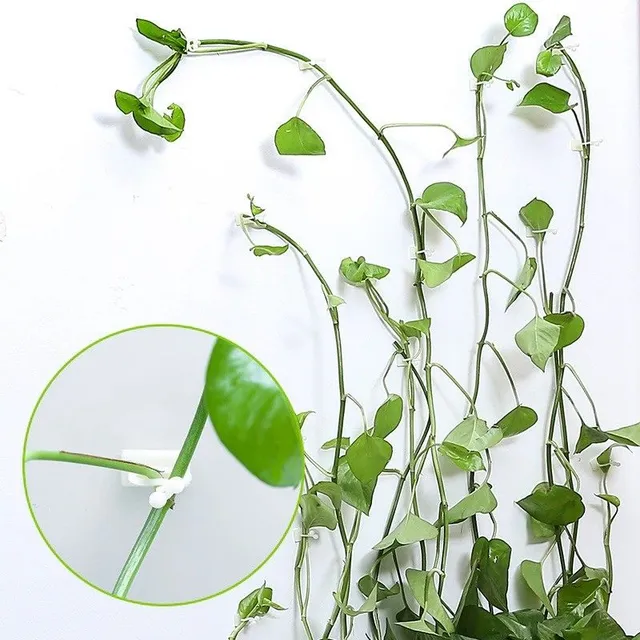 Pinces pour le maintien des plantes grimpantes 30 pcs