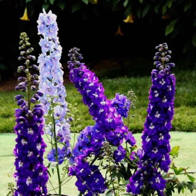 Seminte de flori inalte pentru gradina de diverse culori - Delphinium grandiflorum