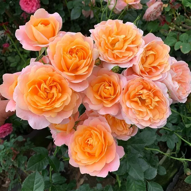 Seeds of beautiful colourful rose - different species