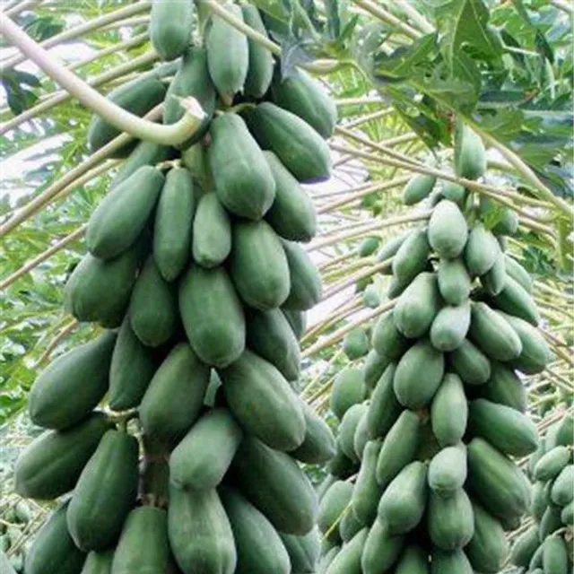 Original classic papaya seeds for gardeners 20pcs Maisie