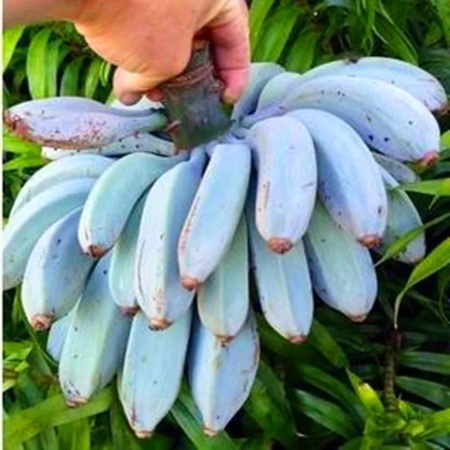 Banana seeds - different varieties