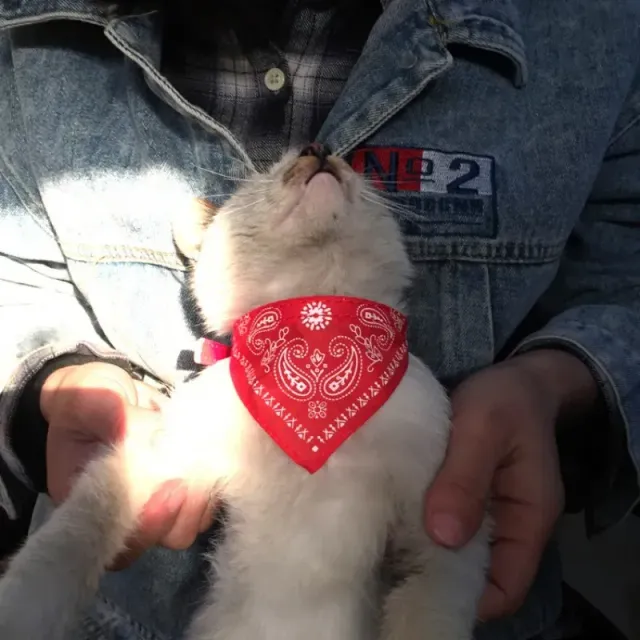 Adjustable scarf for pets