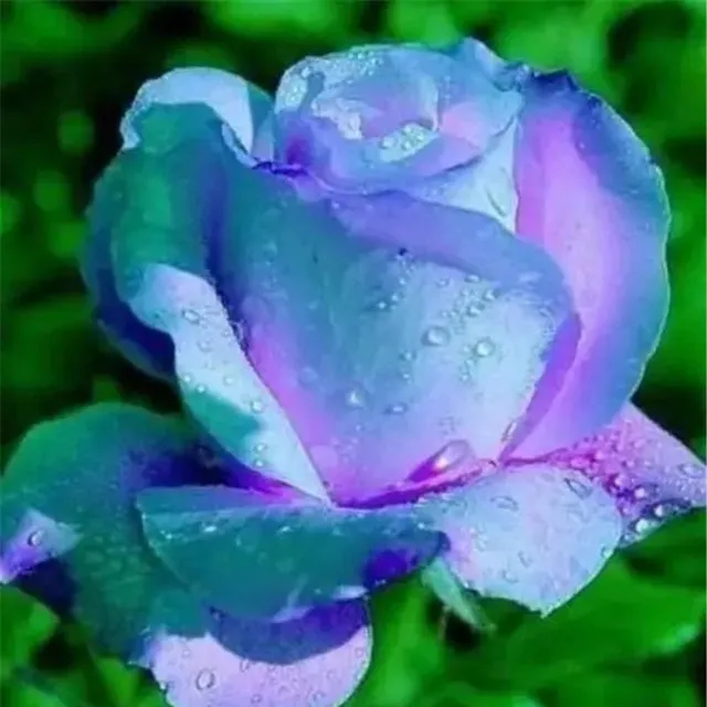 Seminte de trandafiri colorati multiflori - Kordes