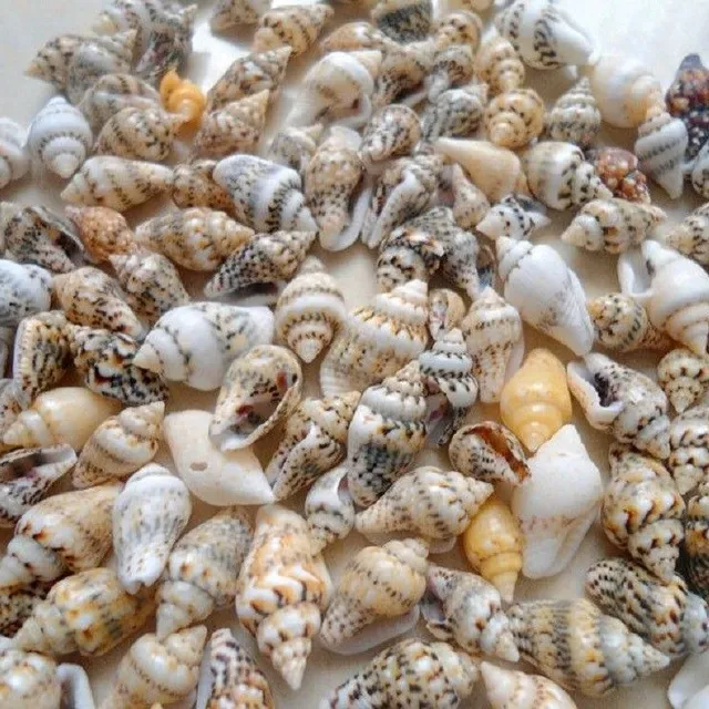 Sea shell 50 pcs