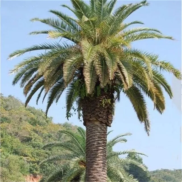 Ornamental palm seeds Chamaerops Excelsa