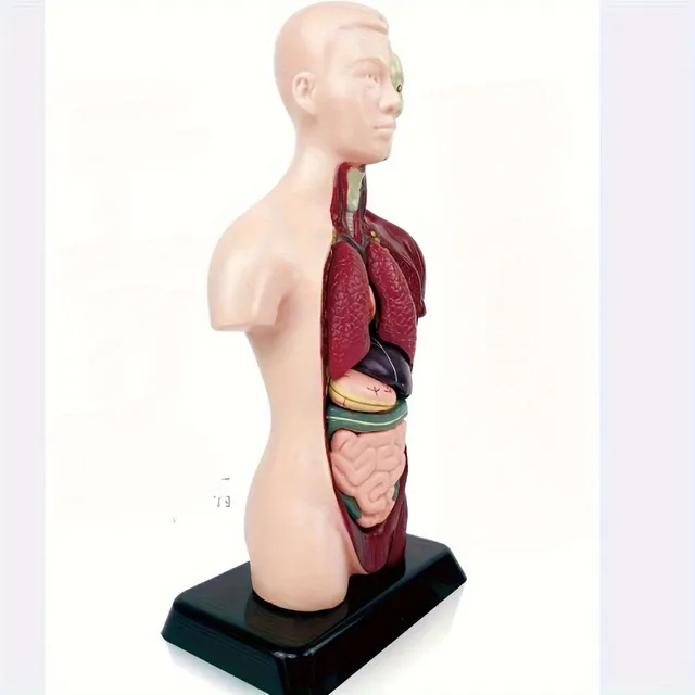 The educational model of the human body with organs to assemble - for fun and interactive learning