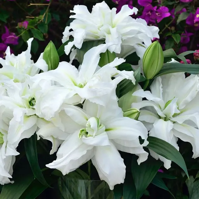 Seeds of ornamental flowers suitable for gardening - various colours Lilies