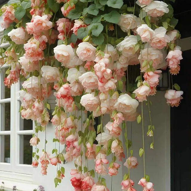 Semená obľúbených balkónových kvetov Weeping Begonia - rôzne farby