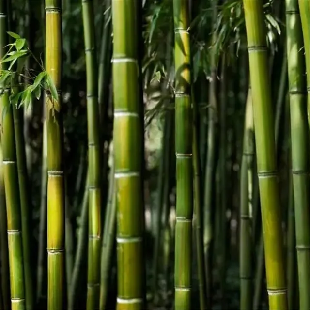 Bamboo seeds of Phyllostachys Pubescens variety - different colors