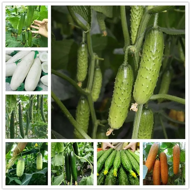 Zöldségmagok Uborka Cucumis Sativus