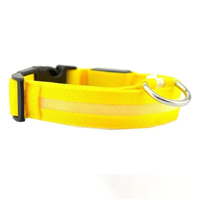 Shining dog collar Ozzy