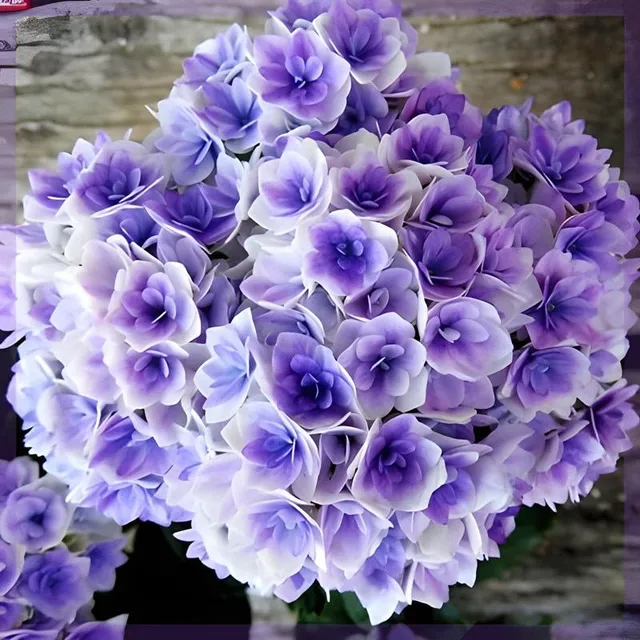 Népszerű szabadtéri virágok magja Hydrangea nagylevelű - különböző fajták