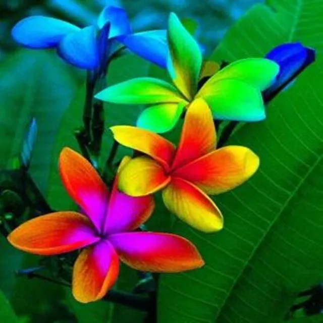 Seeds of ornamental outdoor flowers Plumeria - various species