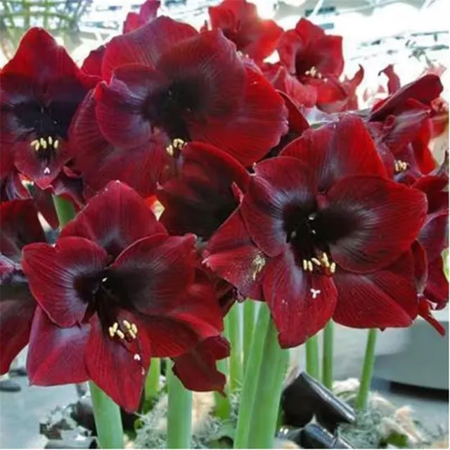 Seeds of colourful flowers Amaryllis - different species