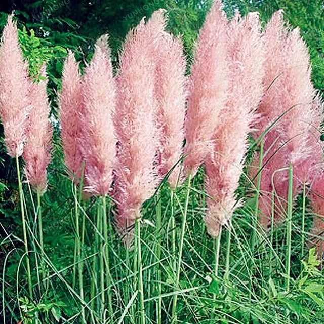 600 graines de Cortaderia dioica