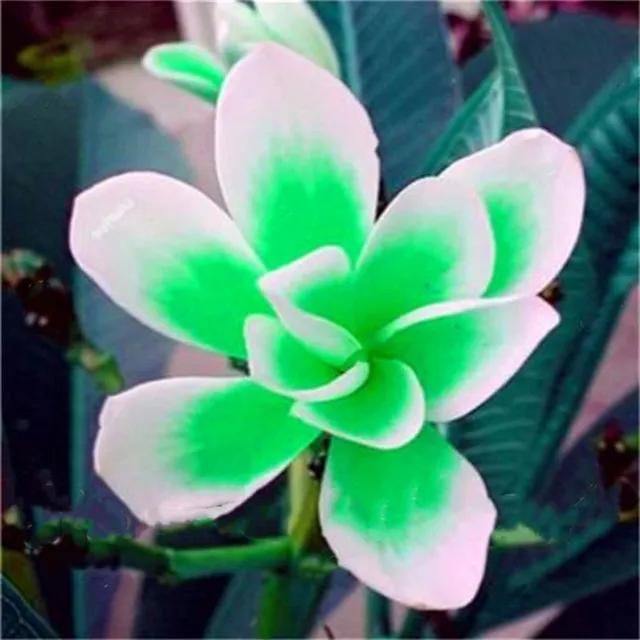 Seeds of ornamental outdoor flowers Plumeria - various species