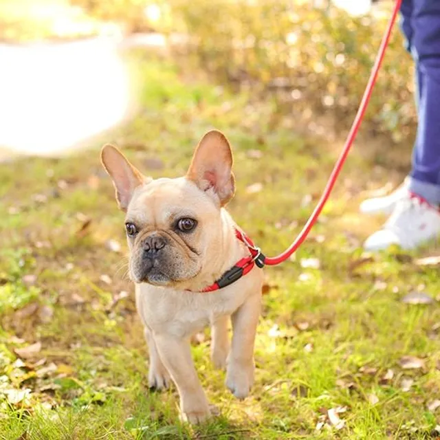 Leash practic pentru câini cu zgardă