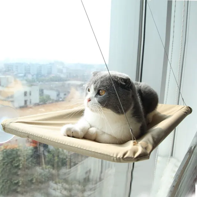 Roztomilá kočka visí okno postel