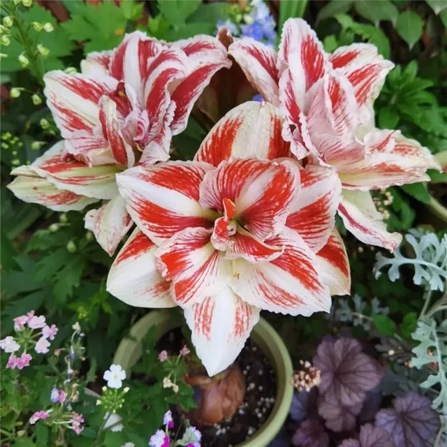 Seeds of colourful flowers Amaryllis - different species