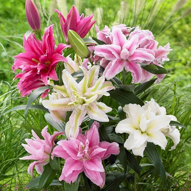 Seeds of ornamental flowers suitable for gardening - various colours Lilies