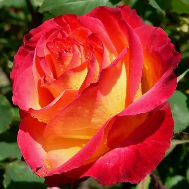 Rose flowers | 100 seeds