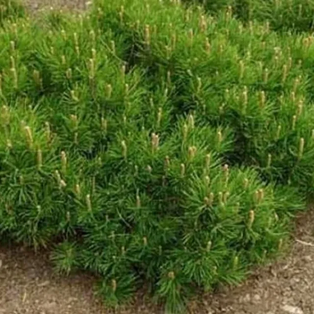 Pine Kneel Pinus mugo pumilio small coniferous tree Easy growing outside 15 pieces seeds