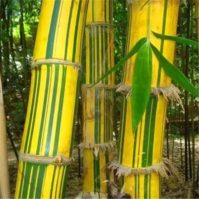 Bambusová semínka odrůdy Phyllostachys Pubescens - různé barvy