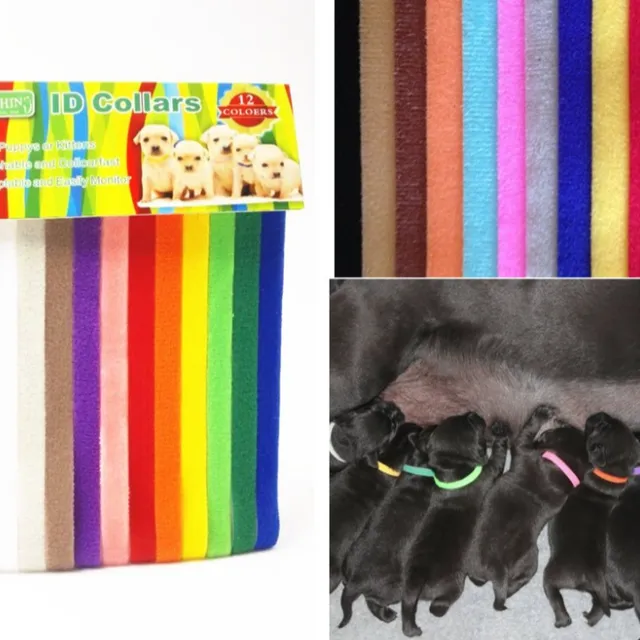 Coloured identification collars for puppies