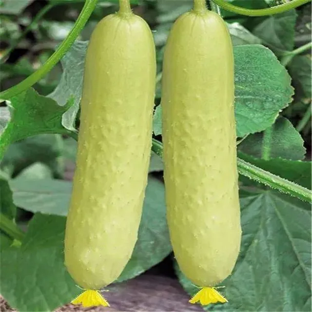 Semena zeleniny Okurka Cucumis Sativus