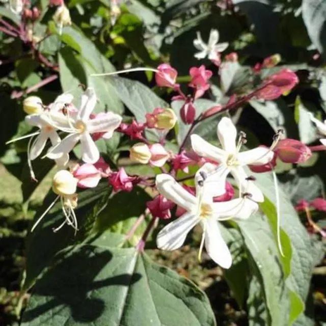 Gratulujem Triple Clerodendrum trichotom Bucket Neskoré listnaté kríky Jednoduché vyrastanie 10 kusov semien