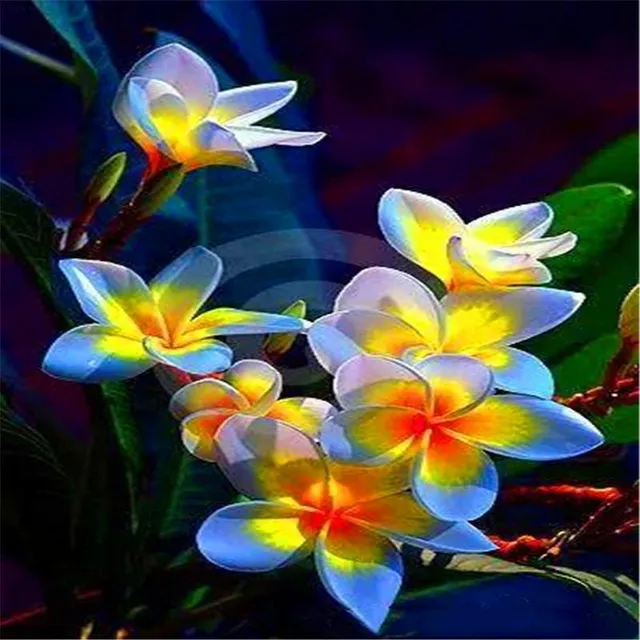 Seeds of ornamental outdoor flowers Plumeria - various species