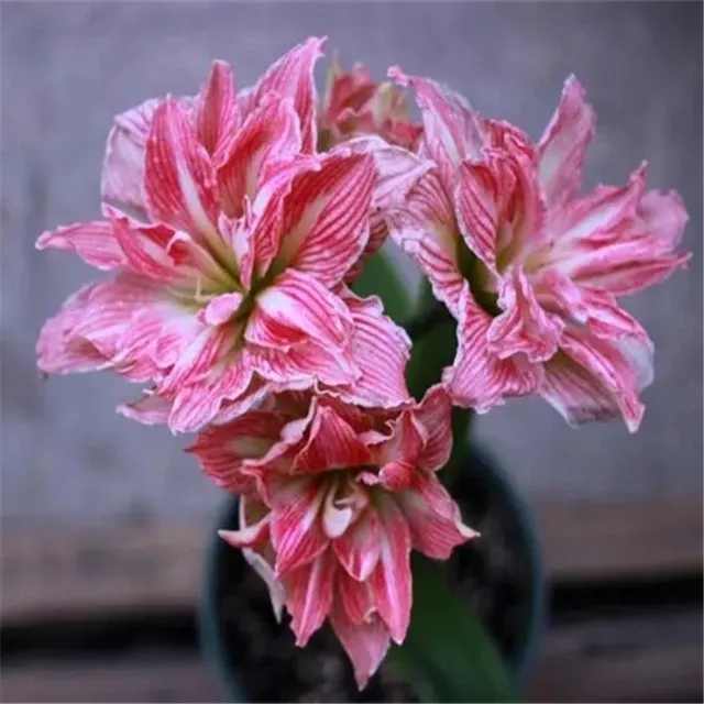 Seeds of colourful flowers Amaryllis - different species