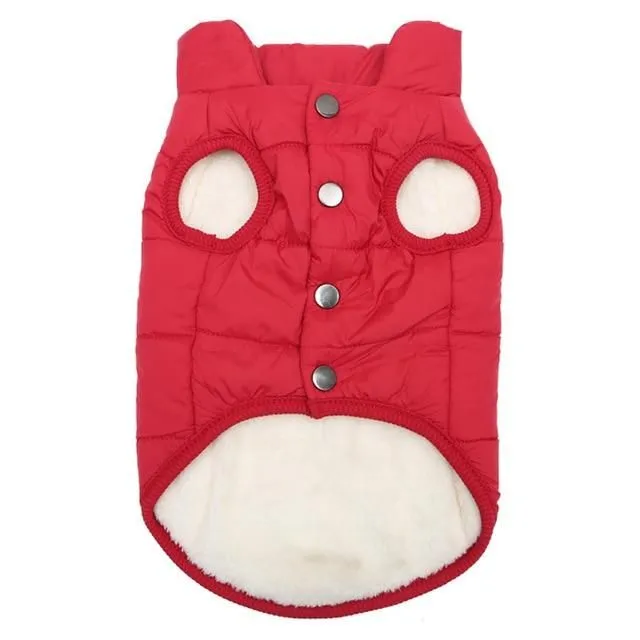 Insulated vest for dogs