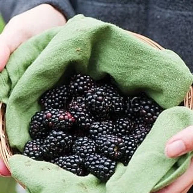 Large blackberries © 200pcs of seeds