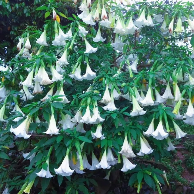 Seminte frumoase ale plantei in aer liber Trompeta lui Angel - Brugmansia suaveolens