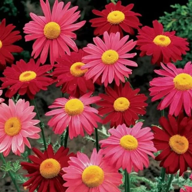 Mélange de marguerites Tanacetum coccineum Robinson's Giant - Plante vivace facile à cultiver en extérieur - 200 graines