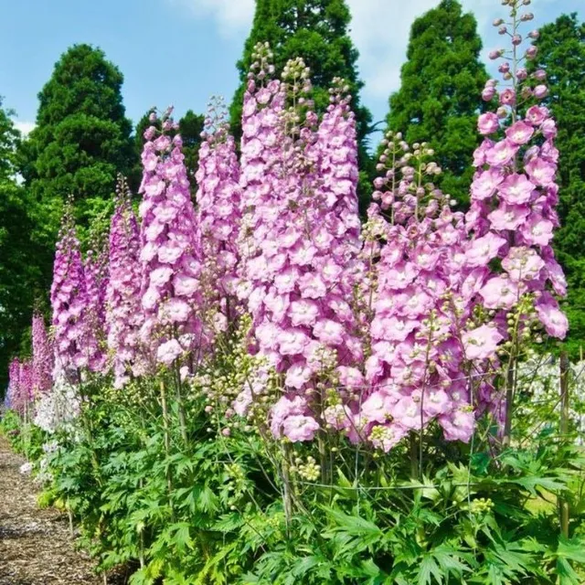 Seminte de flori inalte pentru gradina de diverse culori - Delphinium grandiflorum