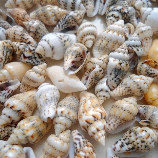 Sea shell 50 pcs