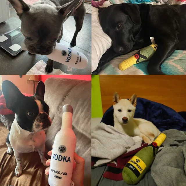 Butelka Teddy jako zabawka dla psów
