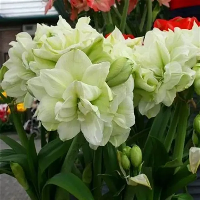 Graines de fleurs colorées Amaryllis - différentes variétés