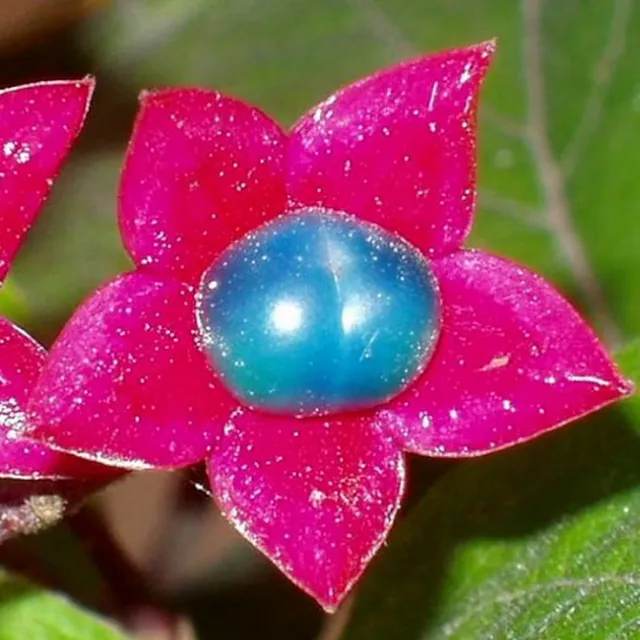 Gratulujem Triple Clerodendrum trichotom Bucket Neskoré listnaté kríky Jednoduché vyrastanie 10 kusov semien