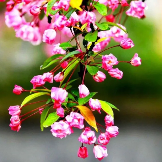 Semená obľúbených balkónových kvetov Weeping Begonia - rôzne farby