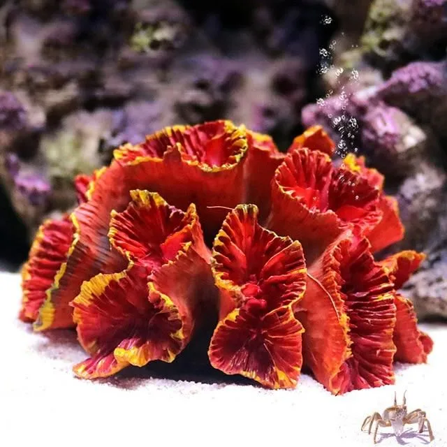 Coral decoration for aquarium