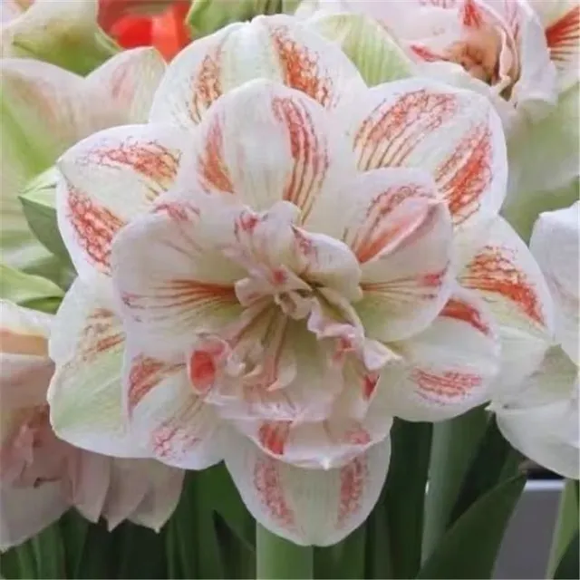 Seeds of colourful flowers Amaryllis - different species